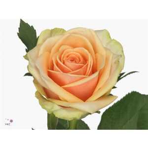 Rosa Gr Alchemy