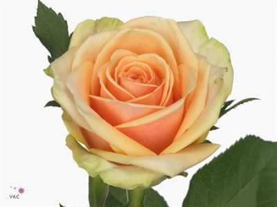 Rosa Gr Alchemy