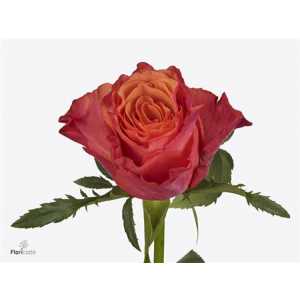Rosa Gr Altamoda