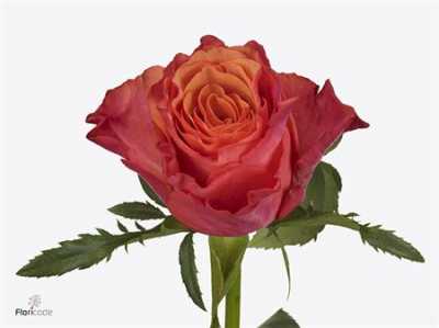 Rosa Gr Altamoda