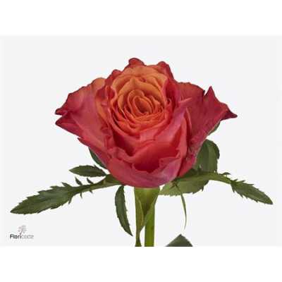 Rosa Gr Altamoda