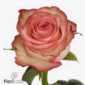 Rosa Gr Aprikola