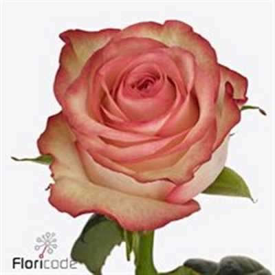 Rosa Gr Aprikola