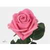 Rosa Gr Aqua 1e