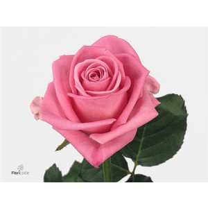 Rosa Gr Aqua 1e