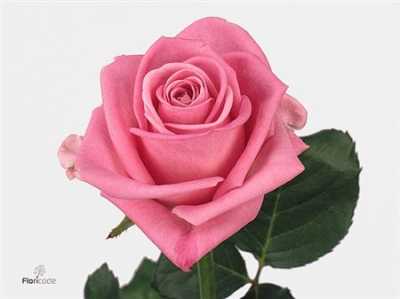 Rosa Gr Aqua 1e