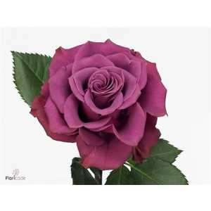 Rosa Gr Ascot