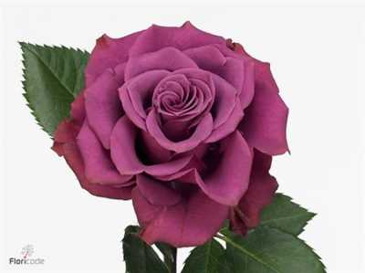 Rosa Gr Ascot
