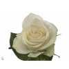 Rosa Gr Athena Ex