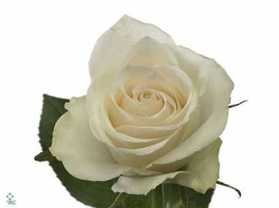 Rosa Gr Athena Ex