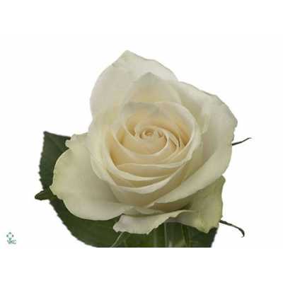 Rosa Gr Athena Ex