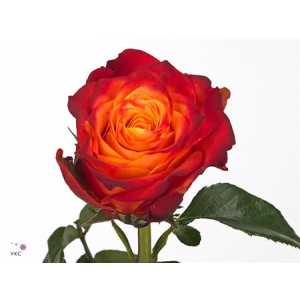 Rosa Gr Atomic