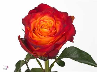 Rosa Gr Atomic