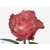 Rosa Gr Attraction