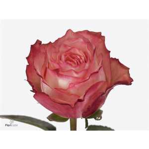 Rosa Gr Attraction