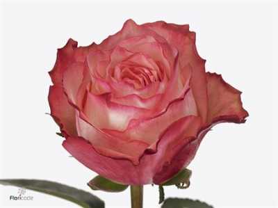 Rosa Gr Attraction
