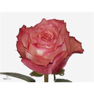 Rosa Gr Attraction