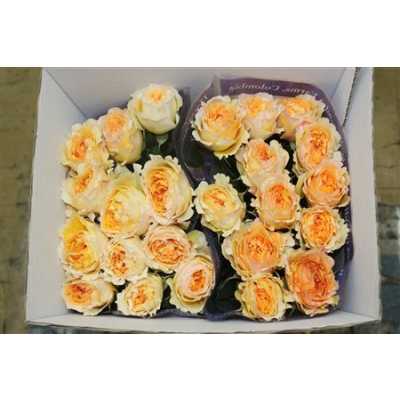 Rosa Gr Austin Beatrice
