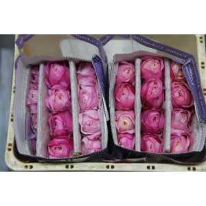 Rosa Gr Austin Constance