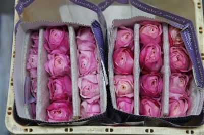 Rosa Gr Austin Constance