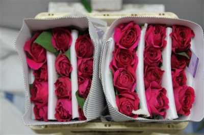 Rosa Gr Austin Darcey