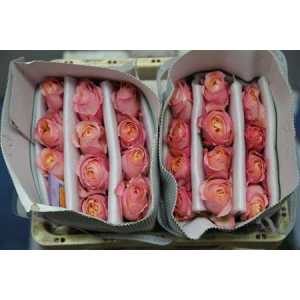 Rosa Gr Austin Edith