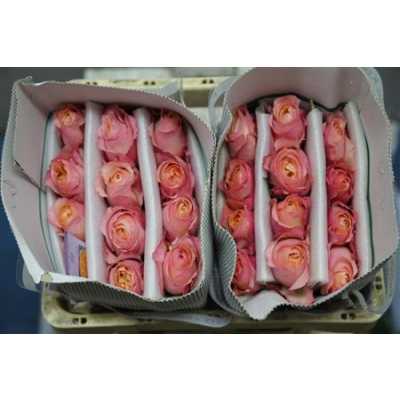 Rosa Gr Austin Edith
