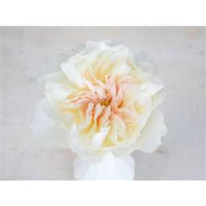 Rosa Gr Austin Eugenie