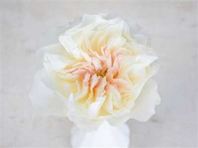 Rosa Gr Austin Eugenie