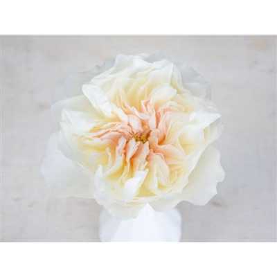 Rosa Gr Austin Eugenie