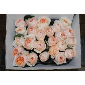 Rosa Gr Austin Julliet