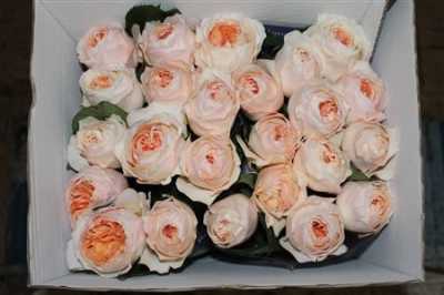 Rosa Gr Austin Julliet