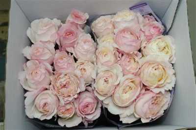 Rosa Gr Austin Keira