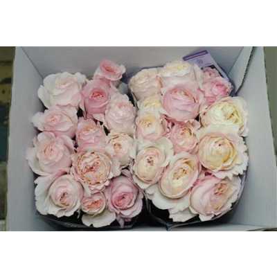 Rosa Gr Austin Keira