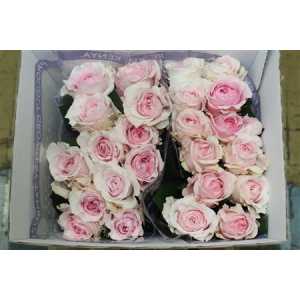 Rosa Gr Austin Miranda