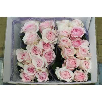 Rosa Gr Austin Miranda