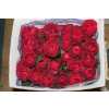 Rosa Gr Austin Tess