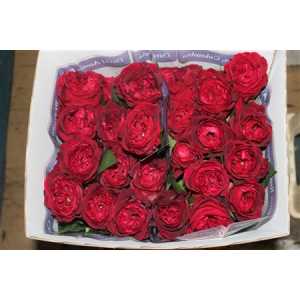 Rosa Gr Austin Tess