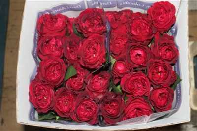 Rosa Gr Austin Tess