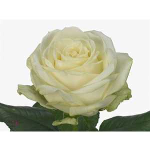Rosa Gr Avalanche A2 Arend