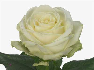 Rosa Gr Avalanche Meijer A2