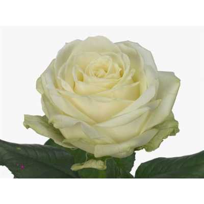 Rosa Gr Avalanche Meijer A2