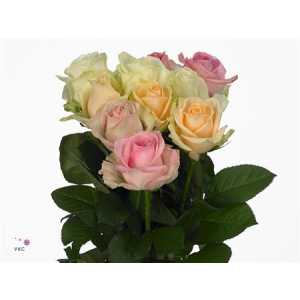 Rosa Gr Avalanche Pastel Mix