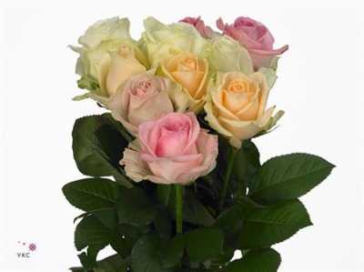 Rosa Gr Avalanche Pastel Mix