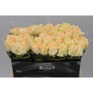 Rosa Gr Avalanche Peach A2