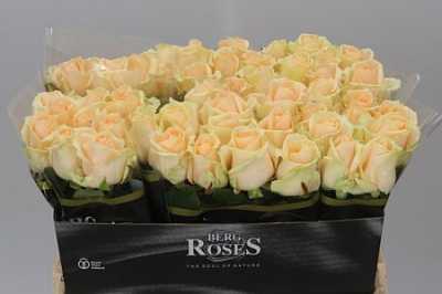 Rosa Gr Avalanche Peach A2