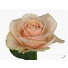 Rosa Gr Avalanche Pearl