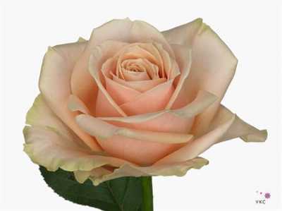 Rosa Gr Avalanche Pearl