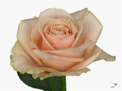 Rosa Gr Avalanche Pearl
