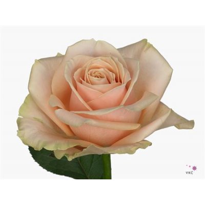 Rosa Gr Avalanche Pearl